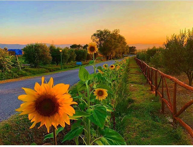 Scenic countryside view with sunflowers lining a road at sunset, creating a peaceful and inviting atmosphere.