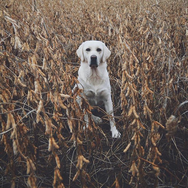 A white labrador retriever sits calmly in a dry field. The peaceful scene is perfect for pet-related advertising.