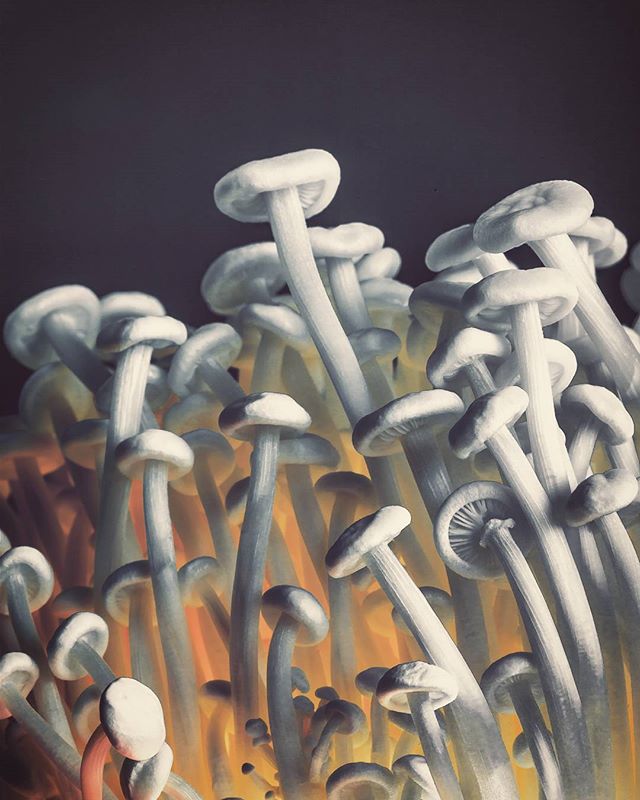 A captivating close-up shows a cluster of white mushrooms with soft lighting against a dark background.