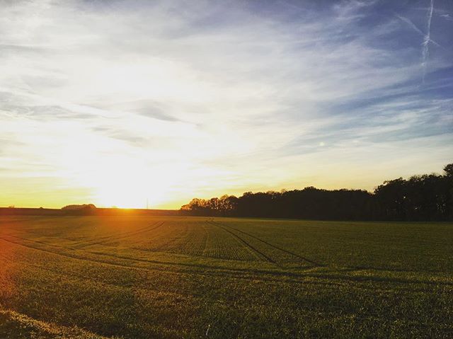 A serene sunset over a green field with trees on the horizon creates a peaceful rural landscape.