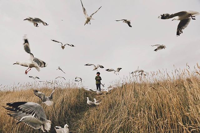 A boy stands on a grassy hill surrounded by flying seagulls in a serene outdoor setting.