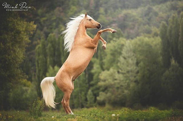 A majestic palomino horse rears up in a grassy field under soft lighting, showcasing its power and grace.