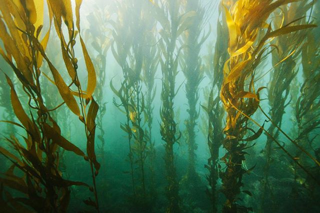 An underwater view of a kelp forest, showcasing the beauty and tranquility of marine life.
