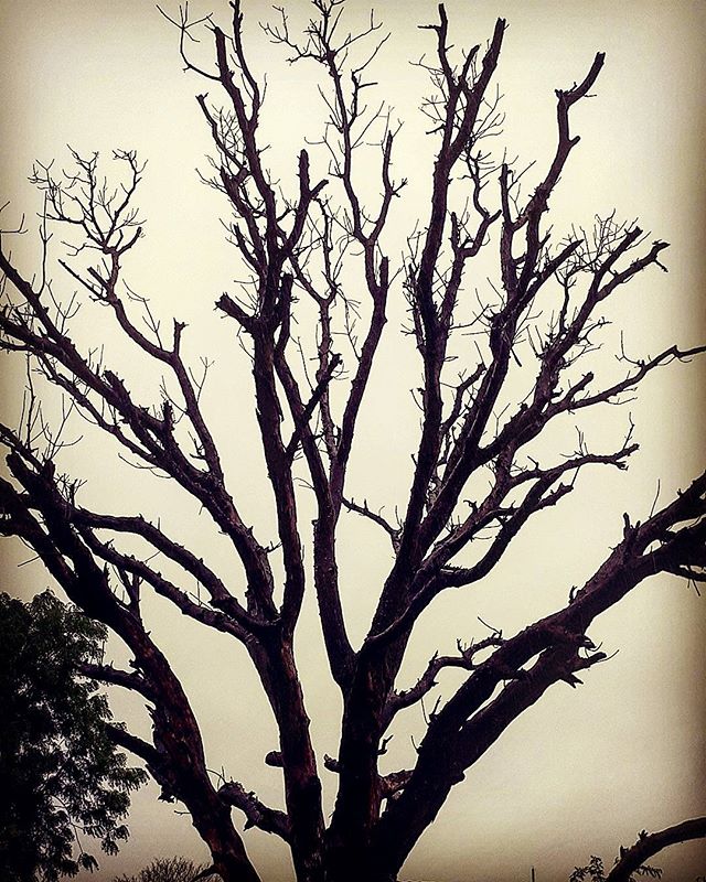 A silhouette tree with bare branches reaches towards a hazy sky, creating a simple, moody nature image.