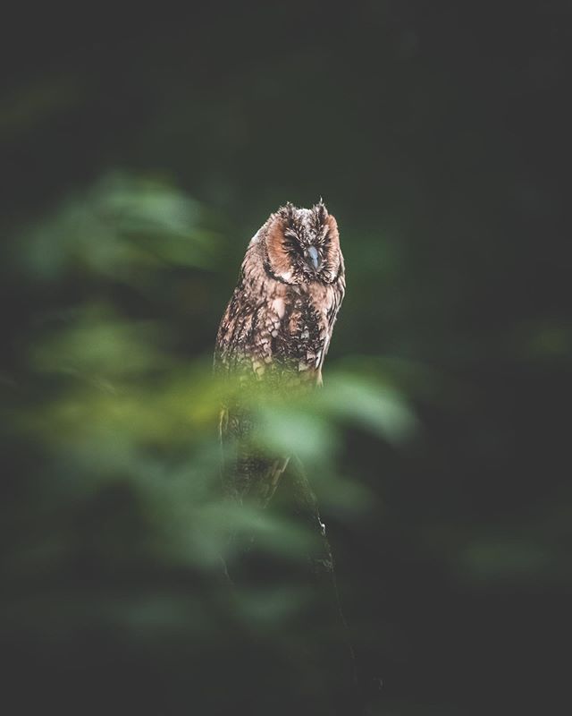A brown owl is perched on a branch, surrounded by blurred green leaves in a dark forest.
