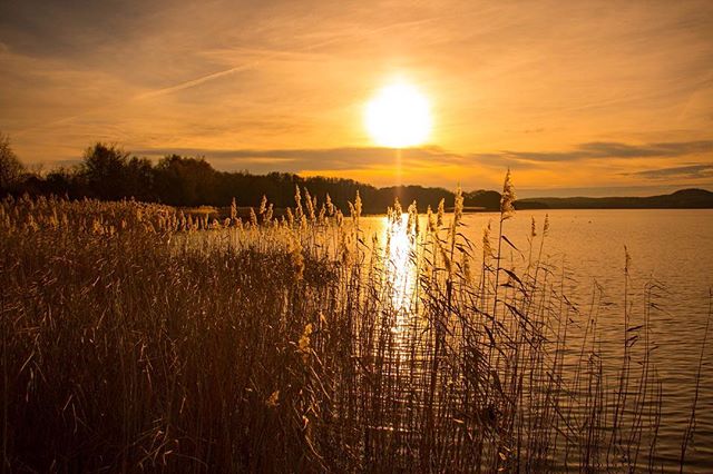 Scenic sunset over a calm lake with golden light reflecting on the water and reeds.