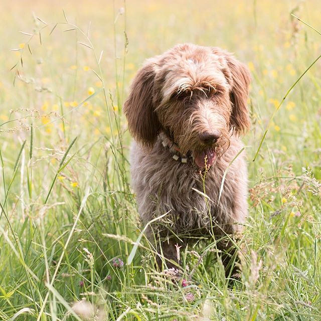 A Wirehaired Vizsla dog stands in a grassy field, enjoying the outdoors with a peaceful and relaxed expression.