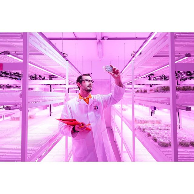 A scientist examines vegetables in an indoor vertical farm, showcasing sustainable agriculture and innovative food technology.